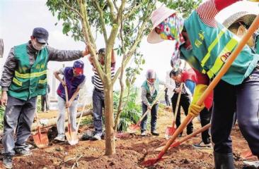 苗木配送及養(yǎng)護(hù)、施工現(xiàn)場(chǎng)